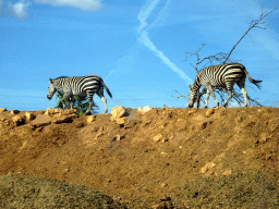 Plains Zebras at the Safari Area of the Safari Zoo Mallorca, viewed from the rental car
