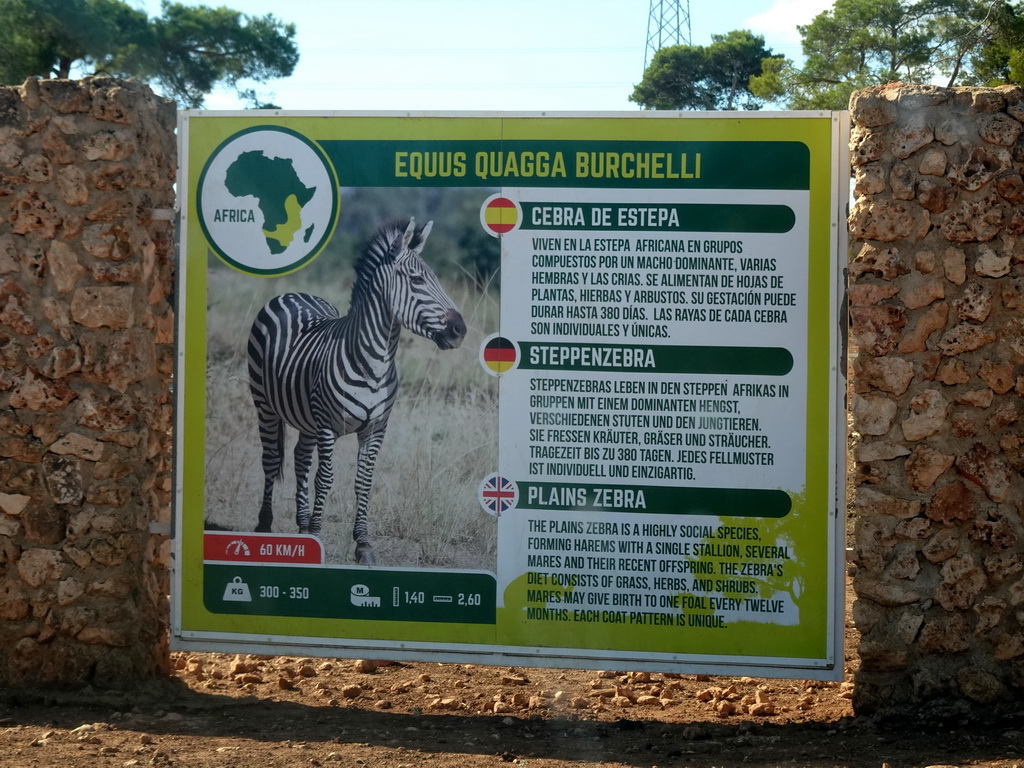 Explanation on the Plains Zebra at the Safari Area of the Safari Zoo Mallorca, viewed from the rental car