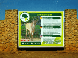 Explanation on the Eland Antelope at the Safari Area of the Safari Zoo Mallorca, viewed from the rental car