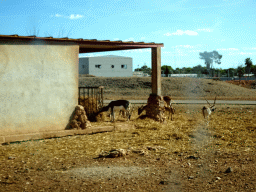 Blackbucks at the Safari Area of the Safari Zoo Mallorca, viewed from the rental car