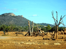 Lechwes and Hamadryas Baboons at the Safari Area of the Safari Zoo Mallorca, viewed from the rental car