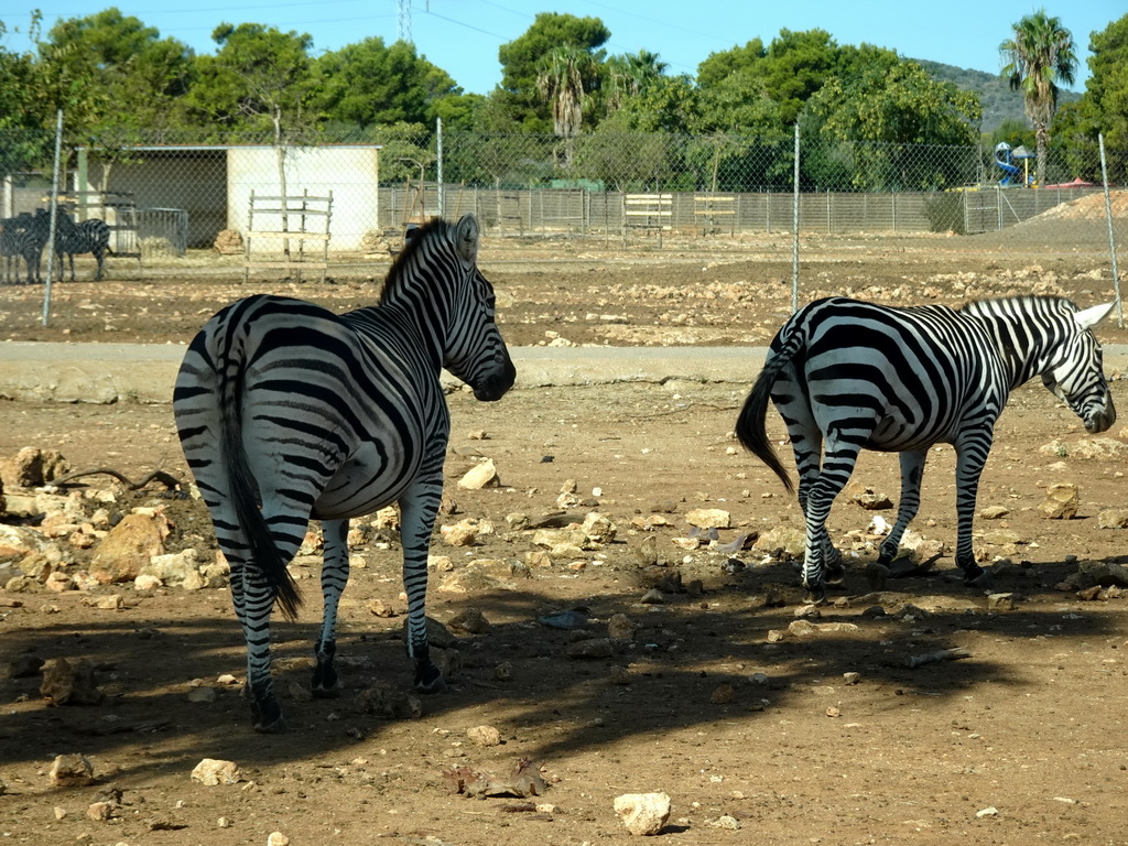 Plains Zebras at the Safari Area of the Safari Zoo Mallorca, viewed from the rental car