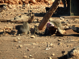 Hamadryas Baboons at the Safari Area of the Safari Zoo Mallorca, viewed from the rental car