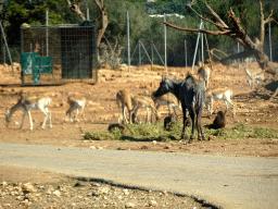 Lechwes, Hamadryas Baboons and Nilgai Antelope at the Safari Area of the Safari Zoo Mallorca, viewed from the rental car