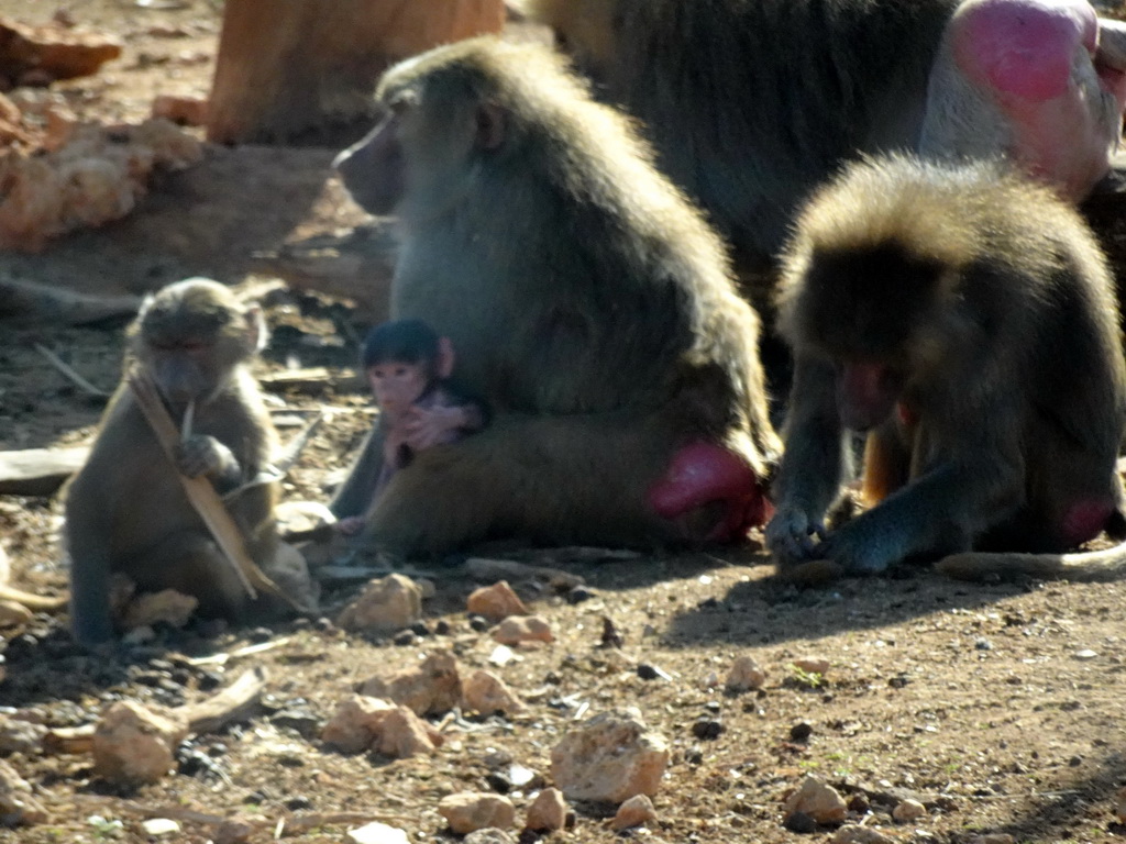 Hamadryas Baboons at the Safari Area of the Safari Zoo Mallorca, viewed from the rental car