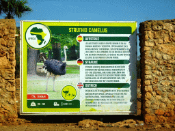 Explanation on the Ostrich at the Safari Area of the Safari Zoo Mallorca, viewed from the rental car