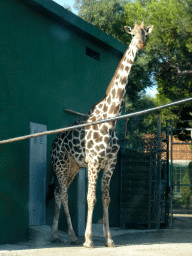Giraffe at the Safari Area of the Safari Zoo Mallorca, viewed from the rental car