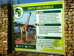 Explanation on the Giraffe at the Safari Area of the Safari Zoo Mallorca, viewed from the rental car