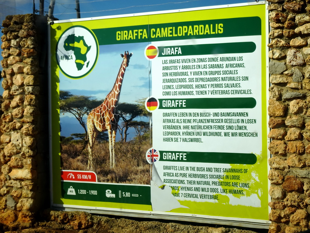 Explanation on the Giraffe at the Safari Area of the Safari Zoo Mallorca, viewed from the rental car