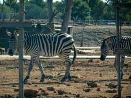 Plains Zebras and Hamadryas Baboons at the Safari Area of the Safari Zoo Mallorca, viewed from the rental car