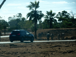 Plains Zebras at the Safari Area of the Safari Zoo Mallorca, viewed from the rental car