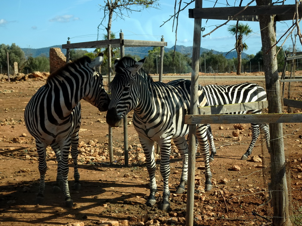 Plains Zebras at the Safari Area of the Safari Zoo Mallorca, viewed from the rental car