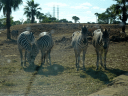 Plains Zebras at the Safari Area of the Safari Zoo Mallorca, viewed from the rental car