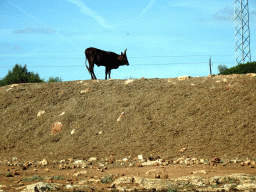 Watusi Cattle at the Safari Area of the Safari Zoo Mallorca, viewed from the rental car