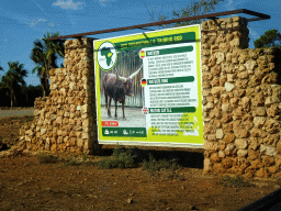 Explanation on the Watusi Cattle at the Safari Area of the Safari Zoo Mallorca, viewed from the rental car