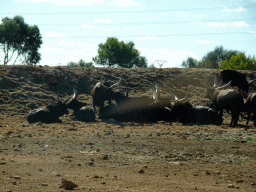 Watusi Cattle at the Safari Area of the Safari Zoo Mallorca, viewed from the rental car