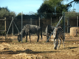 Blue Wildebeests and Plains Zebra at the Safari Area of the Safari Zoo Mallorca, viewed from the rental car