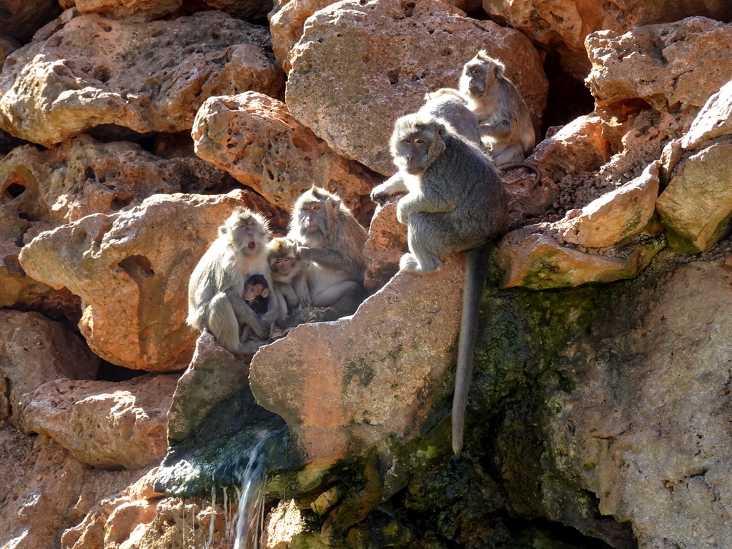 Crab-eating Macaques at the Zoo Area of the Safari Zoo Mallorca
