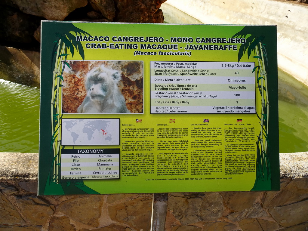 Explanation on the Crab-eating Macaque at the Zoo Area of the Safari Zoo Mallorca