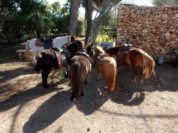 Ponies at the Zoo Area of the Safari Zoo Mallorca