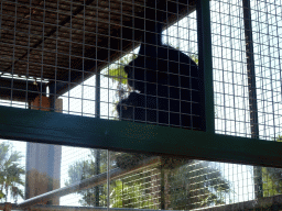 Siamang at the Zoo Area of the Safari Zoo Mallorca