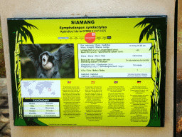 Explanation on the Siamang at the Zoo Area of the Safari Zoo Mallorca