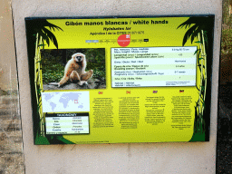 Explanation on the White-handed Gibbon at the Zoo Area of the Safari Zoo Mallorca