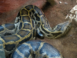 Tiger Python at the Zoo Area of the Safari Zoo Mallorca