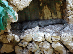 Chinese Alligator at the Zoo Area of the Safari Zoo Mallorca