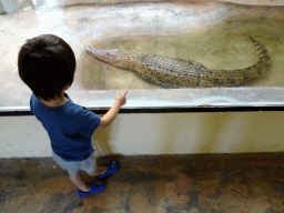 Max with an Estuarine Crocodile at the Zoo Area of the Safari Zoo Mallorca