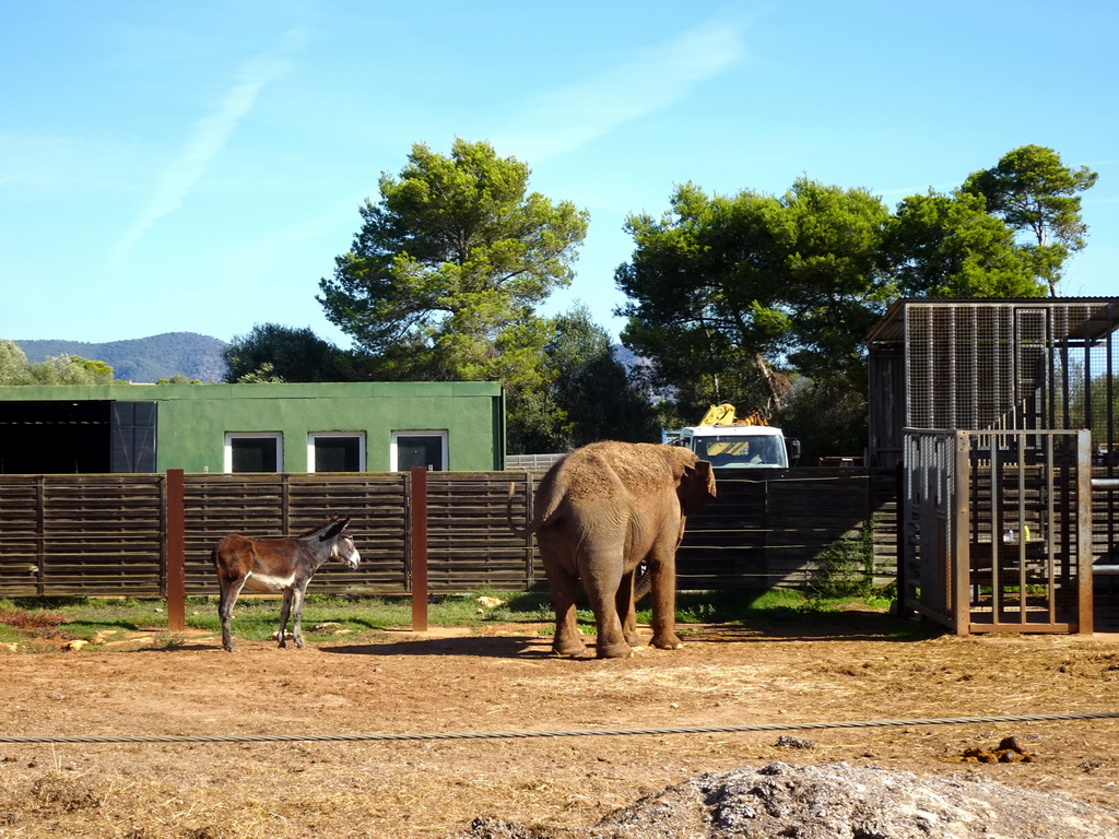 Asian Elephant and Donkey at the Zoo Area of the Safari Zoo Mallorca