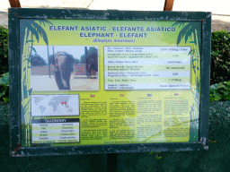 Explanation on the Asian Elephant at the Zoo Area of the Safari Zoo Mallorca