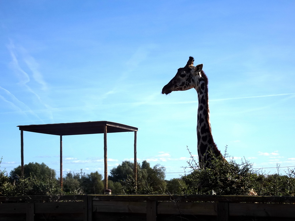 Giraffe at the Zoo Area of the Safari Zoo Mallorca