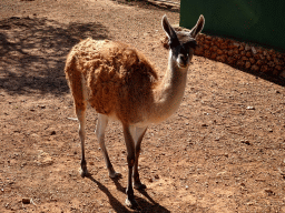 Guanaco at the Zoo Area of the Safari Zoo Mallorca