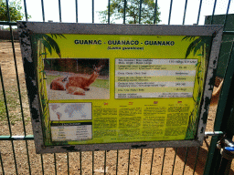 Explanation on the Guanaco at the Zoo Area of the Safari Zoo Mallorca