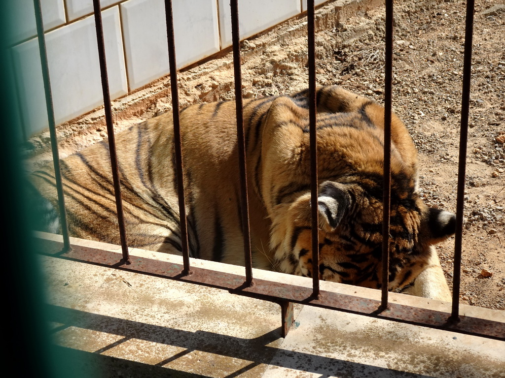 Tiger at the Zoo Area of the Safari Zoo Mallorca
