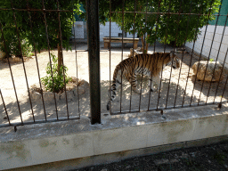 Tiger at the Zoo Area of the Safari Zoo Mallorca