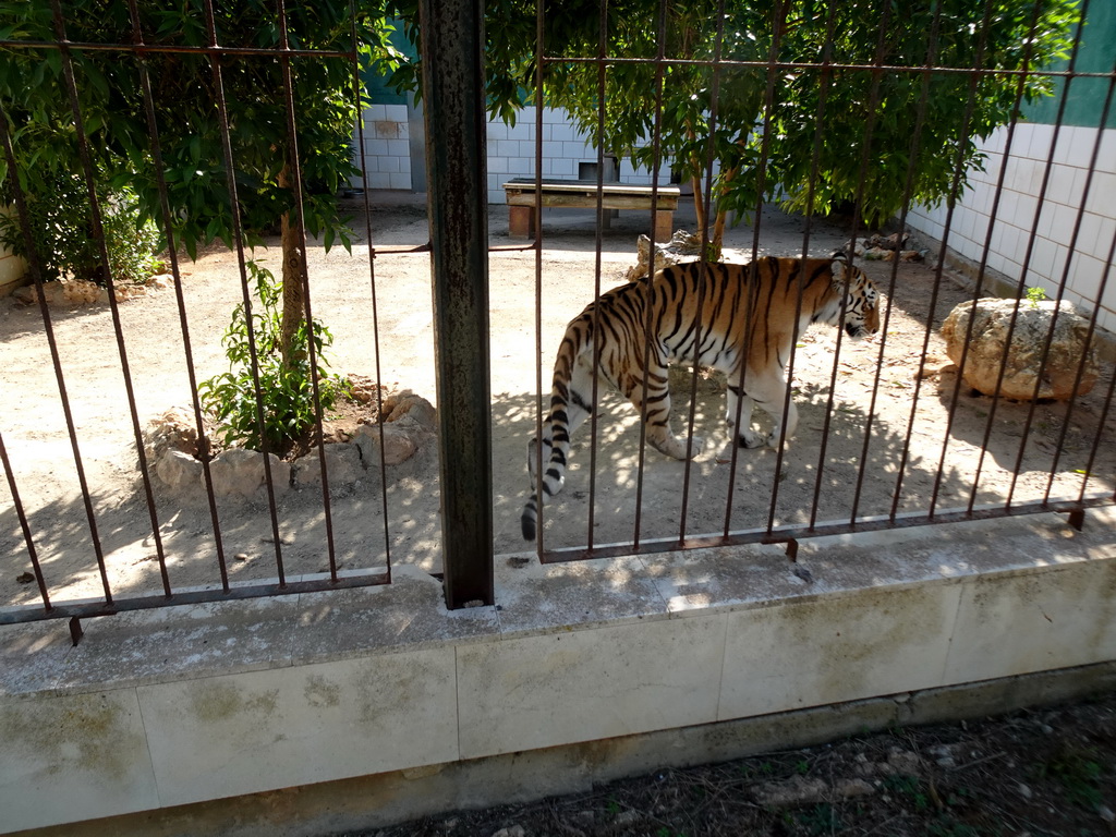 Tiger at the Zoo Area of the Safari Zoo Mallorca