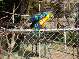 Blue-and-yellow Macaw at the Zoo Area of the Safari Zoo Mallorca