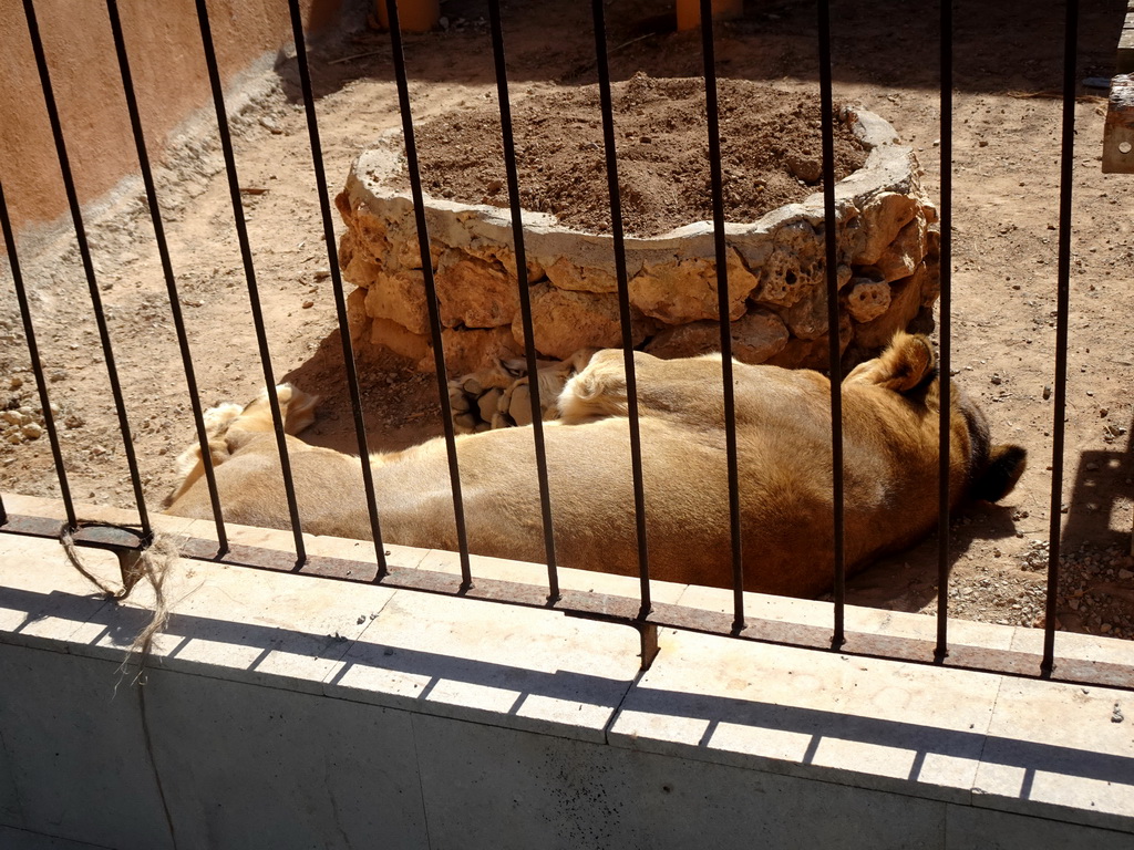 Lion at the Zoo Area of the Safari Zoo Mallorca
