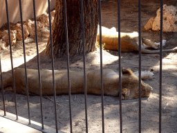 Lions at the Zoo Area of the Safari Zoo Mallorca
