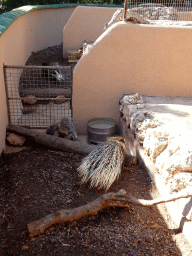 Porcupines at the Zoo Area of the Safari Zoo Mallorca