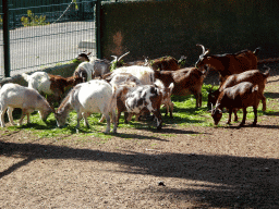 Goats at the Zoo Area of the Safari Zoo Mallorca