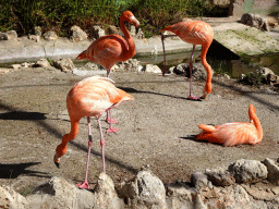 Pink Flamingos at the Zoo Area of the Safari Zoo Mallorca