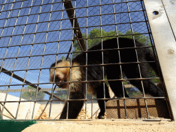 White-throated Capuchin at the Zoo Area of the Safari Zoo Mallorca