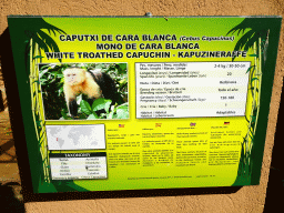 Explanation on the White-throated Capuchin at the Zoo Area of the Safari Zoo Mallorca