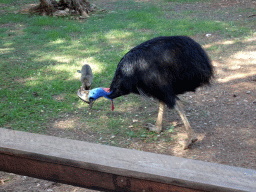 Southern Cassowary at the Zoo Area of the Safari Zoo Mallorca