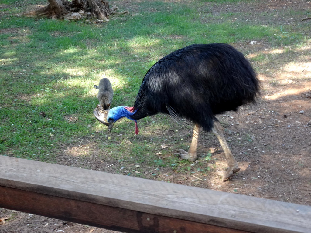 Southern Cassowary at the Zoo Area of the Safari Zoo Mallorca