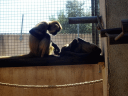 Spider Monkeys at the Zoo Area of the Safari Zoo Mallorca