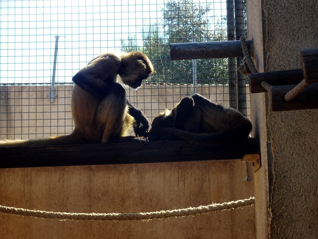 Spider Monkeys at the Zoo Area of the Safari Zoo Mallorca